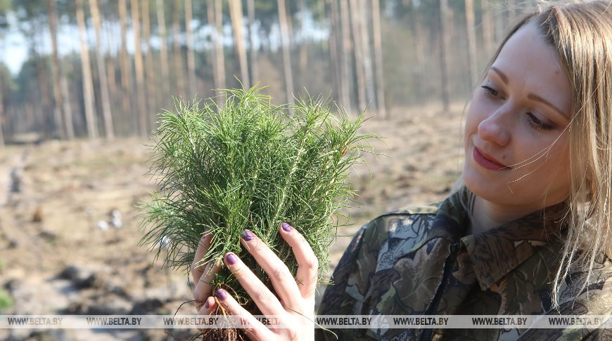 Более 15 млн молодых деревьев высадят во время "Недели леса" в Гомельской области