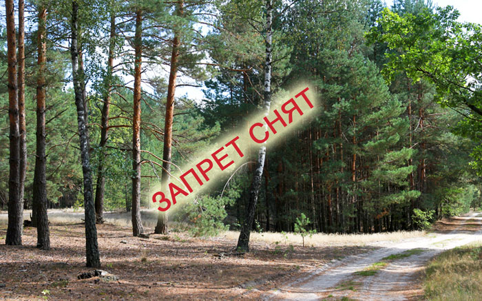 ЗАПРЕТ НА ПОСЕЩЕНИЕ ЛЕСОВ СНЯТ В 32 РАЙОНАХ БЕЛАРУСИ