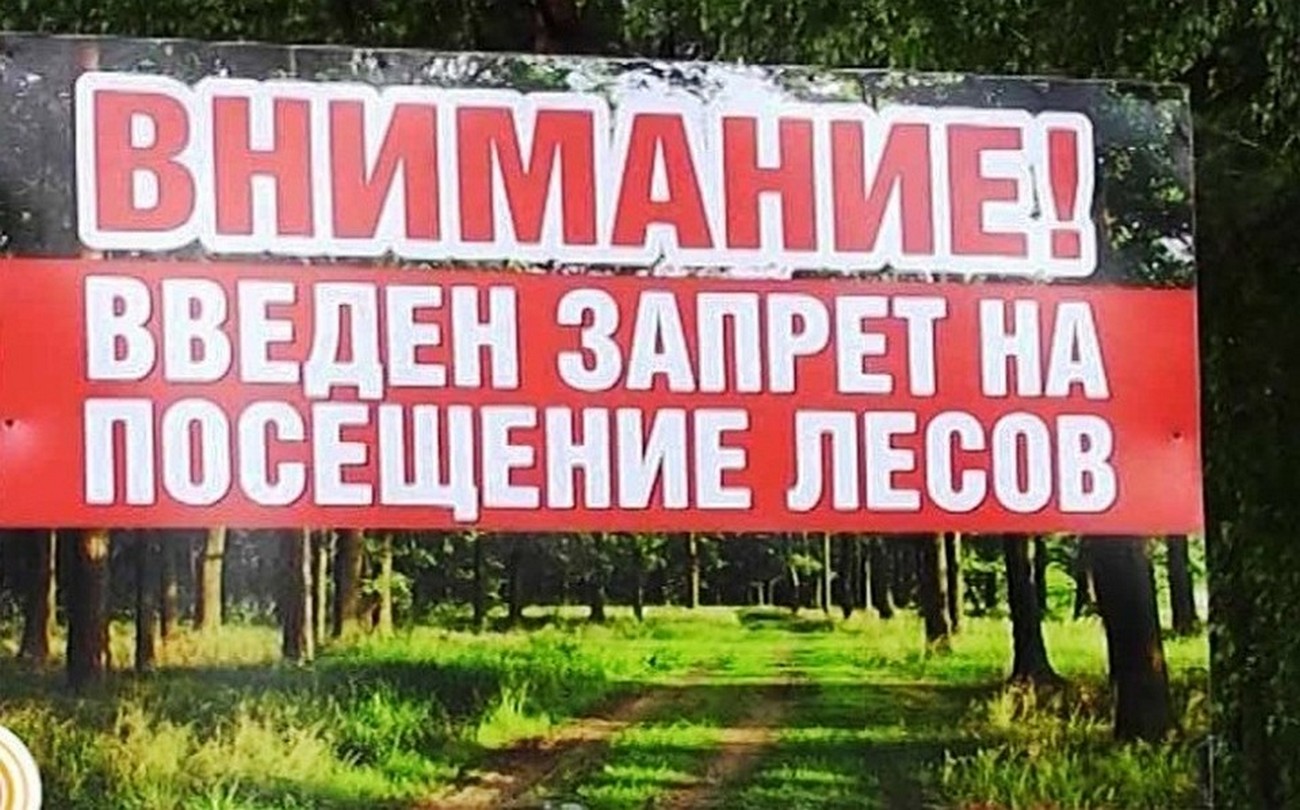Запрет на посещение лесов в 27 районах