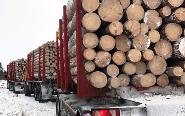 ЛЕСХОЗЫ ГОМЕЛЬСКОЙ ОБЛАСТИ НА 10% УВЕЛИЧИЛИ ОБЪЕМ РЕАЛИЗАЦИИ ДРЕВЕСИНЫ В 2018 ГОДУ
