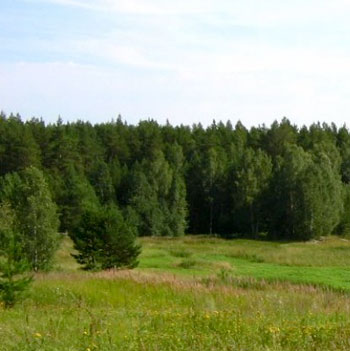 ПЛОЩАДЬ ЗЕМЕЛЬ ЛЕСНОГО ФОНДА В БЕЛАРУСИ ЗА 7 ЛЕТ ВЫРОСЛА НА 1,6 %